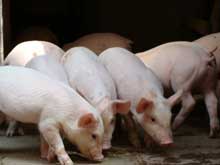 豬厭食一定要重視！