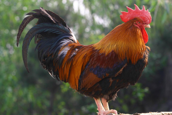 該怎么預(yù)防治療腸炎？戳進(jìn)來