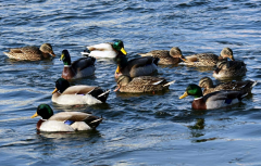 鴨子不停的擺頭，抖震、勾背的病因