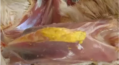 現(xiàn)在青年雞最嚴(yán)重的是什么？