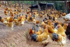 雞咳嗽、呼嚕、甩鼻怎么辦？