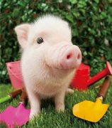 元旦、春節(jié)期間的生豬價(jià)格有望上漲么，能漲多