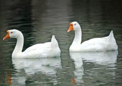 養(yǎng)鵝禁忌有哪些？看看你中了幾條！