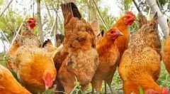 蛋雞產(chǎn)蛋過程中高峰期維持時間較短！有個妙招