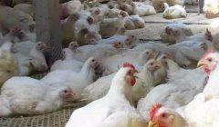 現(xiàn)在這個(gè)季節(jié)肉雞無法掙到錢？腺肌胃炎越來越