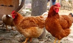 養(yǎng)雞過程中不能做的八件事，養(yǎng)殖戶要記牢！(技