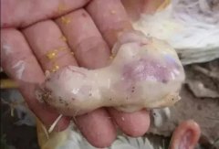 肉雞最頭疼的還是腺肌胃炎，到底該怎么解決？