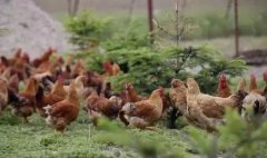 養(yǎng)雞冬天你不注重呼吸道疾??？那可就功虧一簣