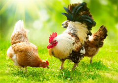 肉雞常見呼吸道病的發(fā)病原因？