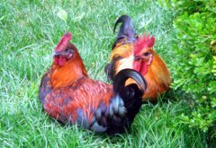 養(yǎng)雞就是養(yǎng)腸道，傷害雞腸道的七個做法要注意