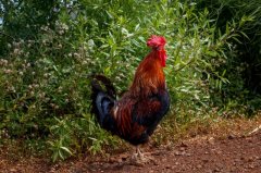 雞腺胃炎跟腸道混感?。夹g(shù)指導(dǎo)）