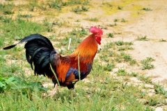 雞舍四季通風(fēng)管理措施，養(yǎng)雞戶要了解注意！