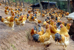 家禽夏季熱應(yīng)激拉稀腸道菌群失調(diào)！