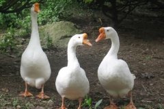 鵝漿膜炎爆發(fā)傷亡非常快！病毒性，細(xì)菌性。