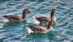 怎么避免鵝痛風(fēng)癥（答案全在這）！