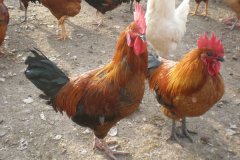 這7點(diǎn)讓你明白什么是腺胃炎！養(yǎng)殖戶趕緊收藏！