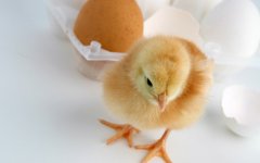 肉雞科學用藥指導?。夹g）