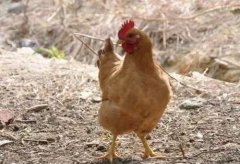 大腸桿菌能引發(fā)哪些疾病？（保存收藏）