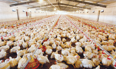 肉雞壞死性腸炎飼料報(bào)酬低，整齊度差嚴(yán)重影響