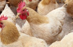 注意，肉雞呼吸道疾病這些聲音信號(hào)！