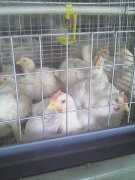 肉雞腺肌胃炎高發(fā)，養(yǎng)雞人認(rèn)真看完這篇文章，