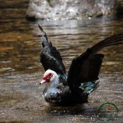 為什么養(yǎng)殖番鴨別人賺錢你卻折本？問題就出在