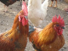 聽說現(xiàn)在球蟲發(fā)病率極高！傷亡也會出現(xiàn)！