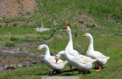 腸毒綜合癥該怎么判斷治療(保存收藏)