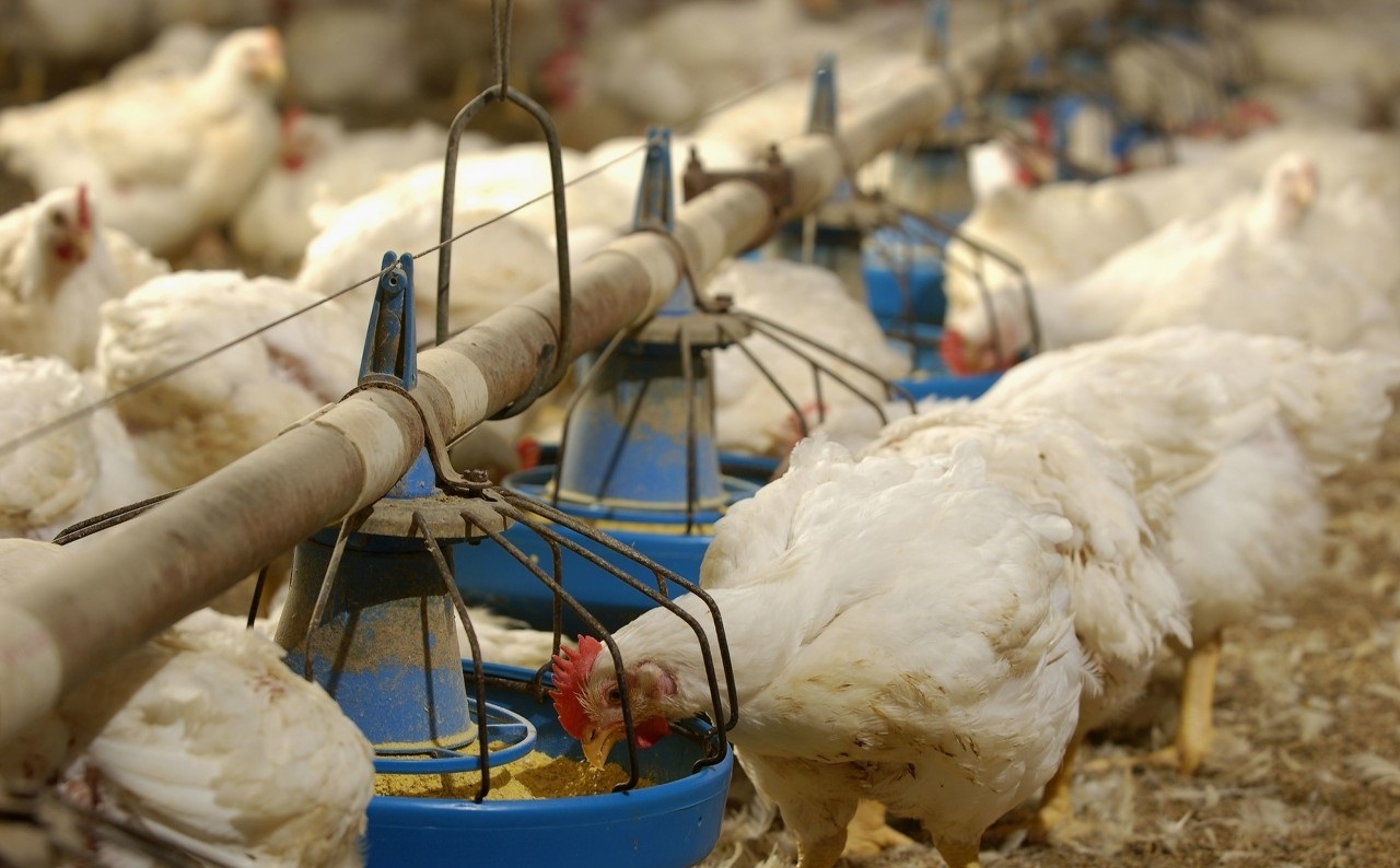 注意，肉雞呼吸道疾病這些聲音信號(hào)！