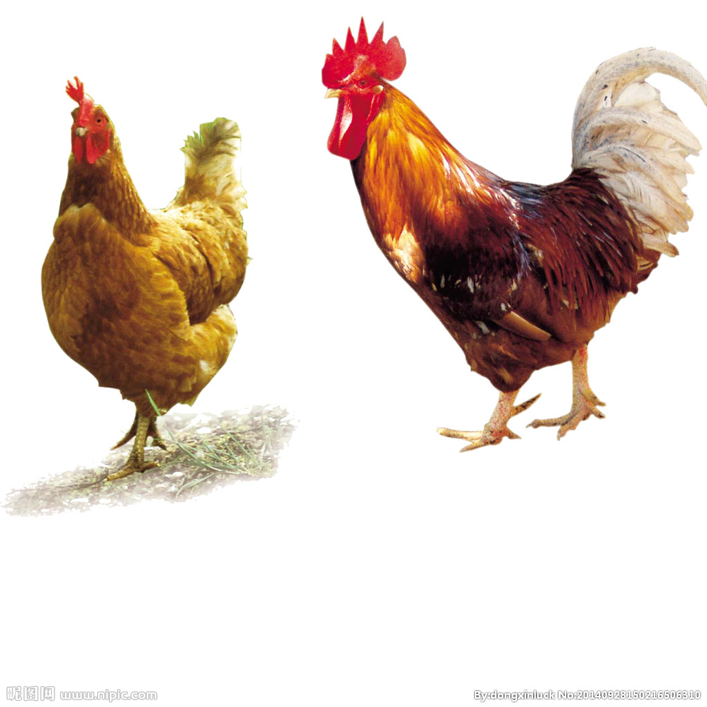  提高肉鴨養(yǎng)殖效益！這八個(gè)飼養(yǎng)管理要注意了！（技術(shù)） 